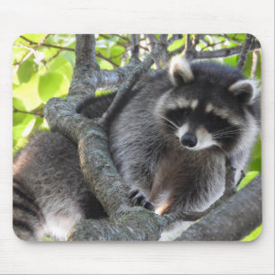 Cute Raccoon in een boom Muismat