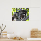 Cute Raccoon in een boom Poster (Keuken)