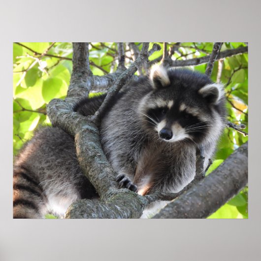 Cute Raccoon in een boom Poster (Voorkant)