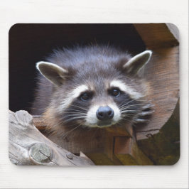 Cute Raccoon Muismat