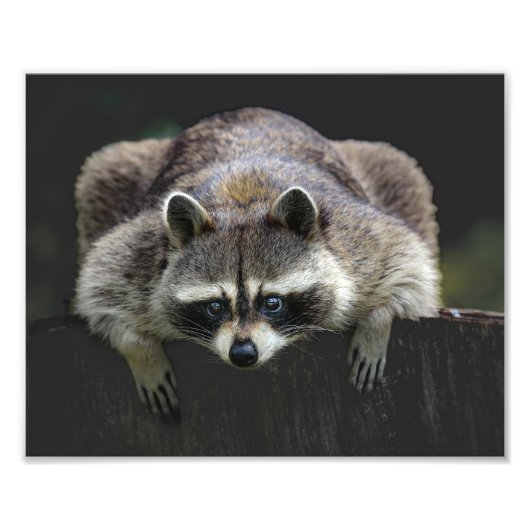 Cute Raccoon op een stamhout Foto Afdruk (Voorkant)
