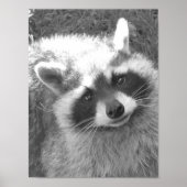 Cute Raccoon Poster (Voorkant)