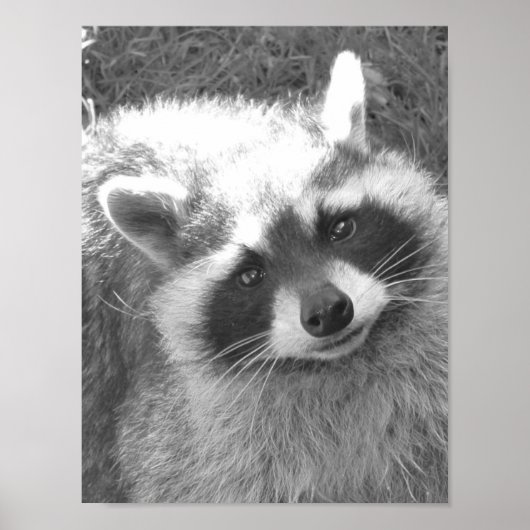 Cute Raccoon Poster (Voorkant)