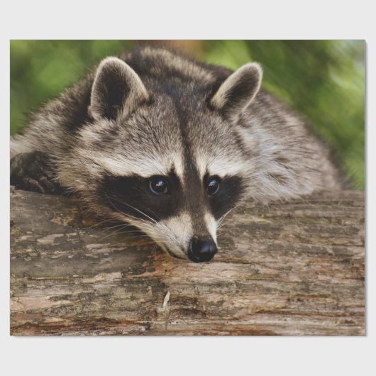 Cute Raccoon Resting on a Log Cadeaupapier (Vlak)