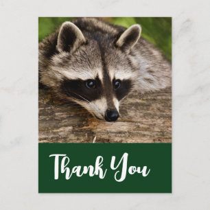 Cute Raccoon Resting on a Log Dank u Briefkaart