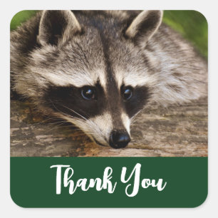 Cute Raccoon Resting on a Log Dank u Vierkante Sticker