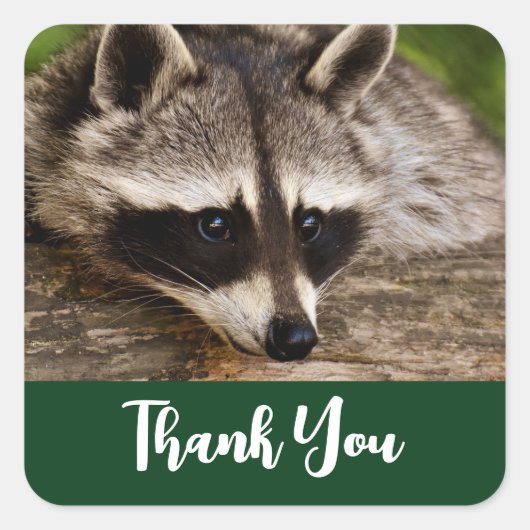 Cute Raccoon Resting on a Log Dank u Vierkante Sticker (Voorkant)
