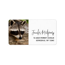 Cute Raccoon Resting on a Log