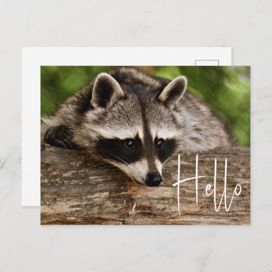 Cute Raccoon Resting on a Log - Hallo Briefkaart (Voorkant / Achterkant)