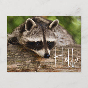 Cute Raccoon Resting on a Log - Hallo Briefkaart