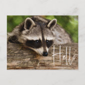 Cute Raccoon Resting on a Log - Hallo Briefkaart (Voorkant)