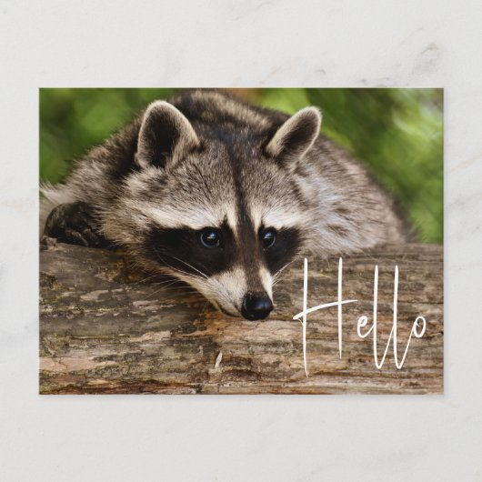 Cute Raccoon Resting on a Log - Hallo Briefkaart (Voorkant)