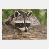 Cute Raccoon Resting on a Log Inpakpapier Vel (Voorkant 2)