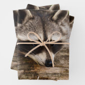 Cute Raccoon Resting on a Log Inpakpapier Vel (In situ)