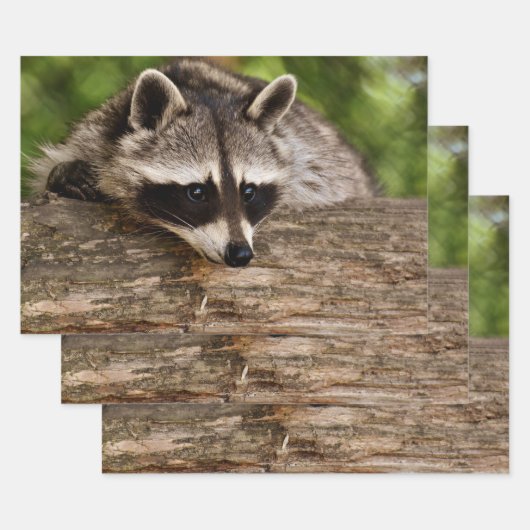 Cute Raccoon Resting on a Log Inpakpapier Vel (Set)