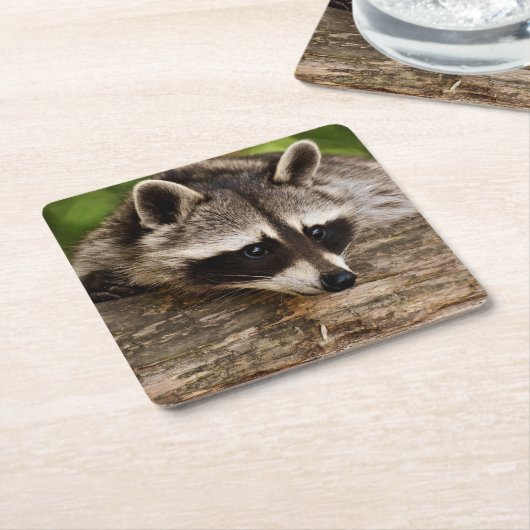 Cute Raccoon Resting on a Log Kartonnen Onderzetters (Schuin)