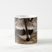 Cute Raccoon Resting on a Log Koffiemok (Center)