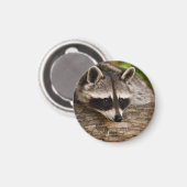 Cute Raccoon Resting on a Log Magneet (Voorkant / Achterkant)