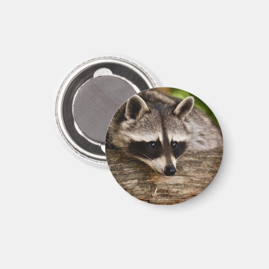 Cute Raccoon Resting on a Log Magneet (Voorkant / Achterkant)