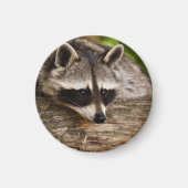 Cute Raccoon Resting on a Log Magneet (Voorkant)