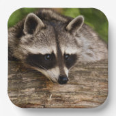 Cute Raccoon Resting on a Log Papieren Bordje (Voorkant)