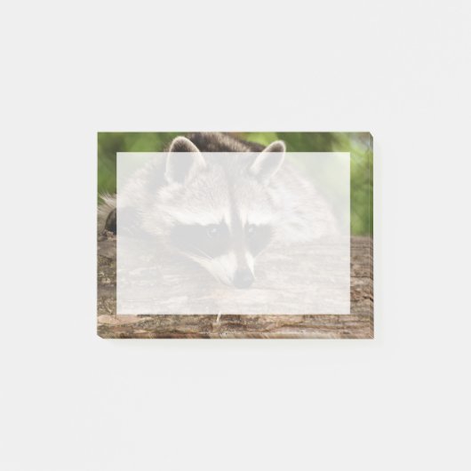 Cute Raccoon Resting on a Log Post-it® Notes (Voorkant)