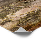 Cute Raccoon Resting on a Log Poster (Hoek)