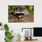 Cute Raccoon Resting on a Log Poster (Thuiskantoor)