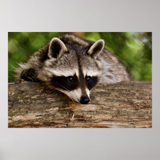 Cute Raccoon Resting on a Log Poster (Voorkant)