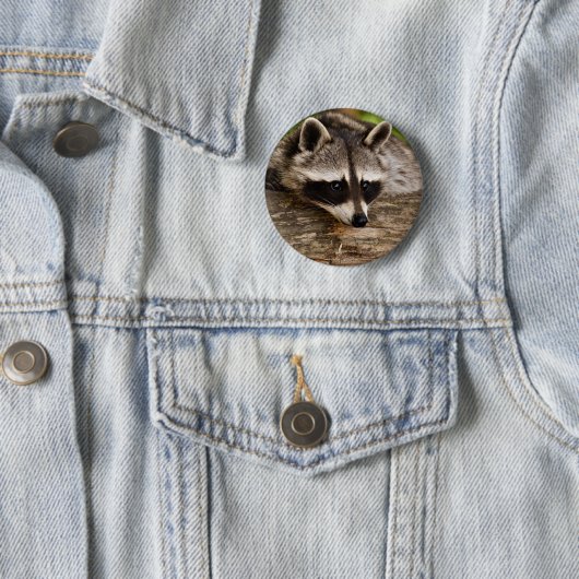 Cute Raccoon Resting on a Log Ronde Button 5,7 Cm (In situ)