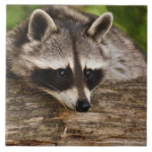 Cute Raccoon Resting on a Log Tegeltje (Voorkant)