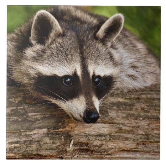 Cute Raccoon Resting on a Log Tegeltje (Voorkant)