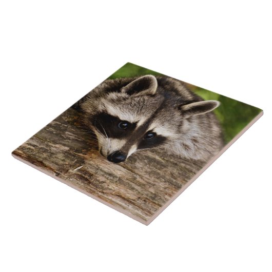 Cute Raccoon Resting on a Log Tegeltje (Zijkant)