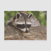 Cute Raccoon Resting on a Log Tissuepapier (Voorkant)