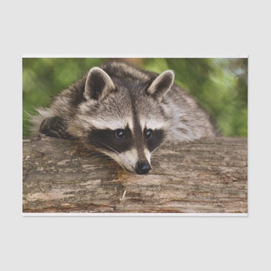 Cute Raccoon Resting on a Log Tissuepapier (Voorkant)