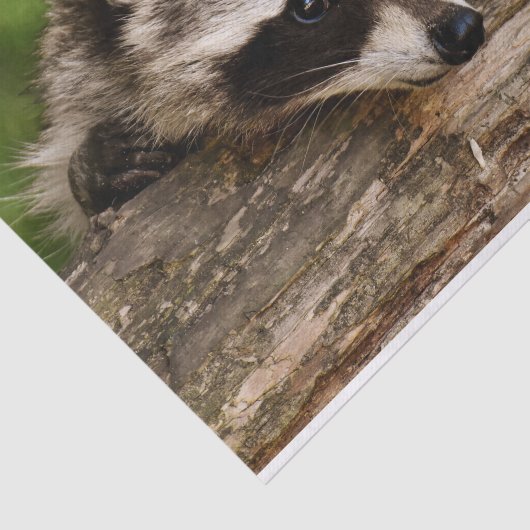 Cute Raccoon Resting on a Log Tissuepapier (Detail)