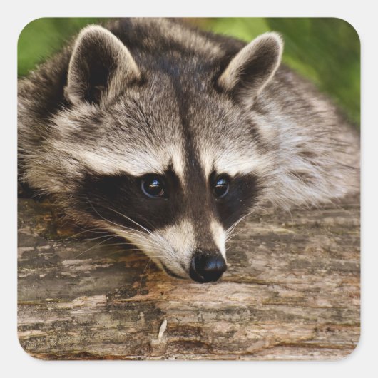 Cute Raccoon Resting on a Log Vierkante Sticker (Voorkant)