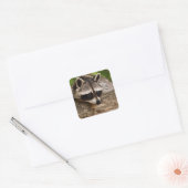 Cute Raccoon Resting on a Log Vierkante Sticker (Envelop)