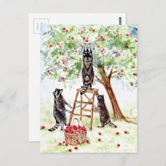 Cute Raccoons in Apple Orchard Briefkaart (Voorkant / Achterkant)