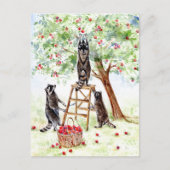 Cute Raccoons in Apple Orchard Briefkaart (Voorkant)