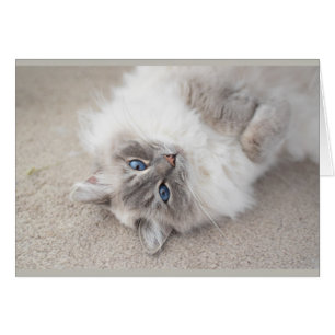 Cute Ragdoll-kattenkaart