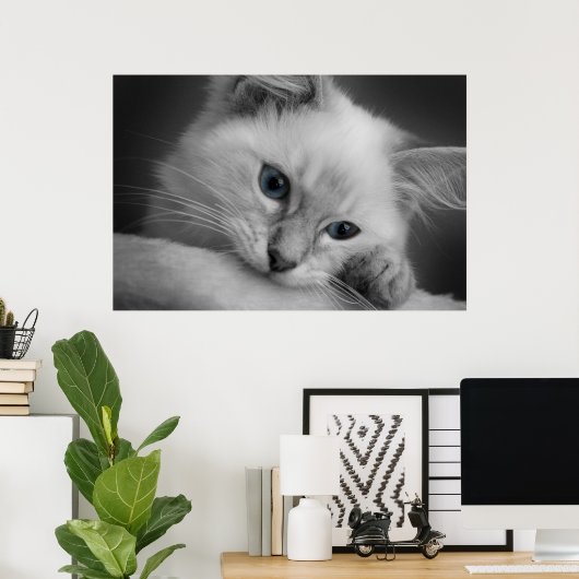 Cute ragdoll kitten poster (Thuiskantoor)