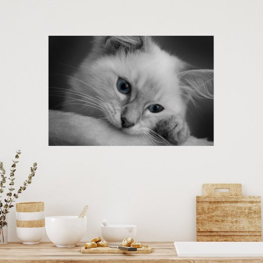 Cute ragdoll kitten poster (Keuken)