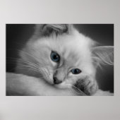 Cute ragdoll kitten poster (Voorkant)