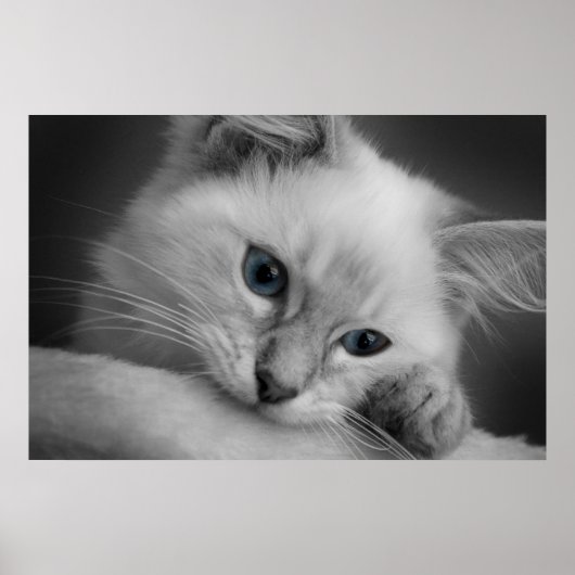 Cute ragdoll kitten poster (Voorkant)