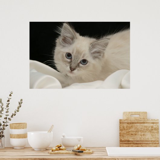 Cute Ragdoll kitten Poster (Keuken)