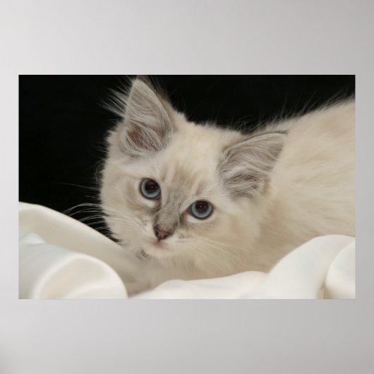 Cute Ragdoll kitten Poster (Voorkant)