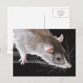 Cute Rat Ansichtkaart Briefkaart (Voorkant / Achterkant)