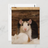 Cute Rat Briefkaart (Voorkant / Achterkant)