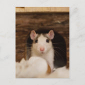 Cute Rat Briefkaart (Voorkant)